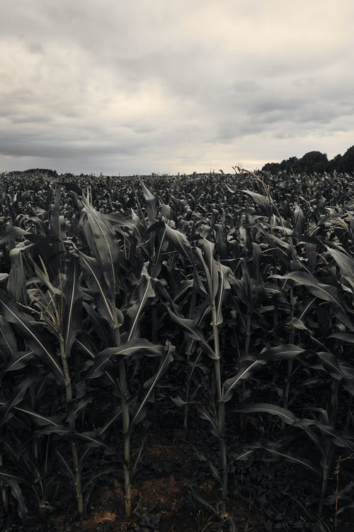 走進(jìn)新時(shí)代贊美詩(shī)歌