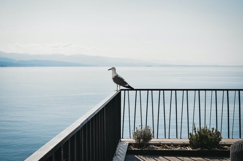 帝尊震天下小說跳跳季涼川蘇子妍章節(jié)閱讀