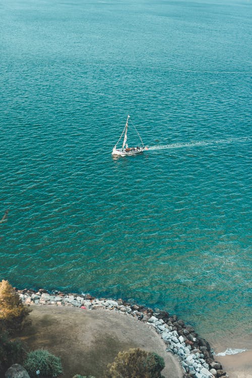 五年級英語作文My  Favourite  Flower