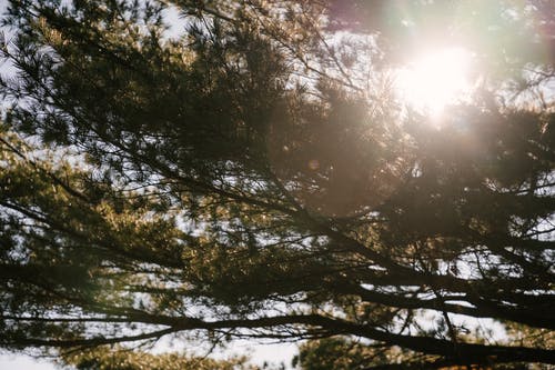 多肉觀察日記-觀察日記350字