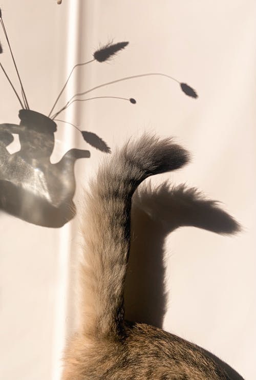 五年級想象作文未來的書包 五年級想象作文未來的書包