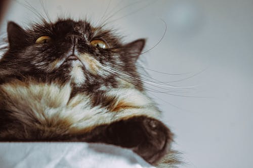 鴻武天帝小說by我吃面包葉云飛蘇清洛全書閱讀