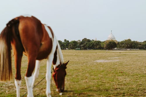 我有萬千異火小說by解釋何風(fēng)林青玄無目錄閱讀