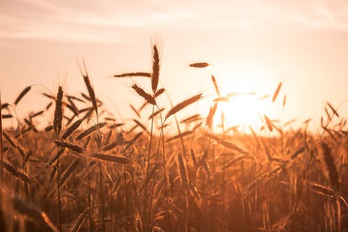 替嫁嬌妻放肆愛豪門小說蘇小檸墨沉域全章節(jié)閱讀