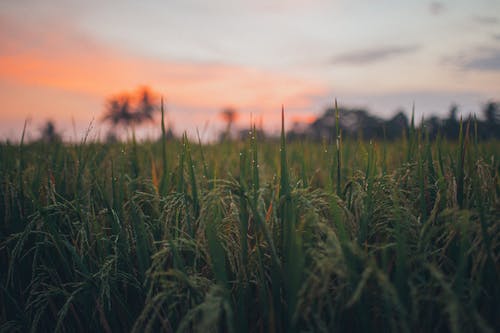 五年級童話寓言作文大松鼠與松樹