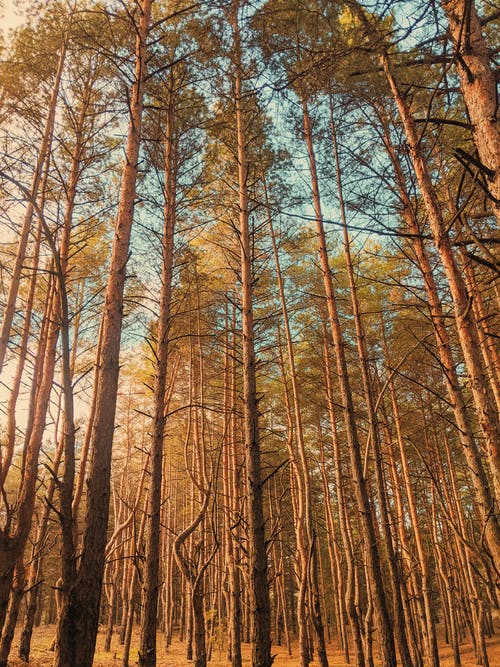 秦良玉文言文翻譯