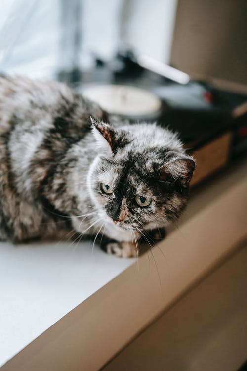 關(guān)于古詩的作文300字錦集6篇 關(guān)于古詩的作文300字錦集6篇