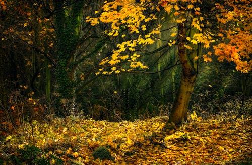 五年級游記快樂的春游之旅