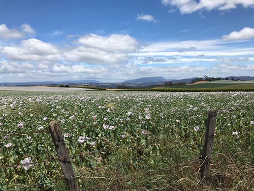 描寫春風的詩句