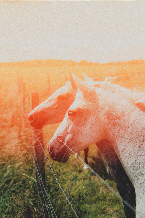 關(guān)于2017元旦英文祝福語(yǔ)