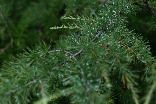 《嘆庭前甘菊花》原文及翻譯賞析