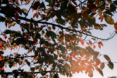 五年級想象作文再回故鄉(xiāng)