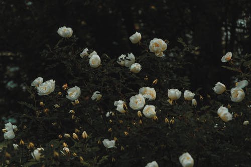 開(kāi)在記憶深處的丁香花美文