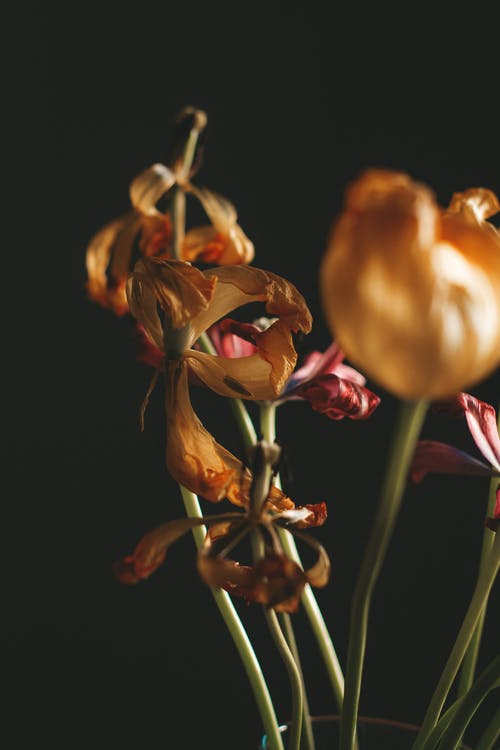 玄幻無(wú)敵皇帝召喚不朽圣庭小說(shuō)主角秦楓章節(jié)閱讀