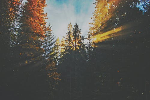 關(guān)于古詩(shī)作文合集6篇 關(guān)于古詩(shī)作文合集6篇