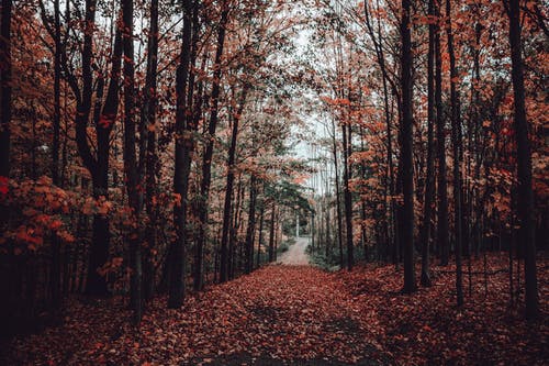 至尊戰(zhàn)刃小說by大漠孤羊沈楓羅佳夢全章節(jié)閱讀