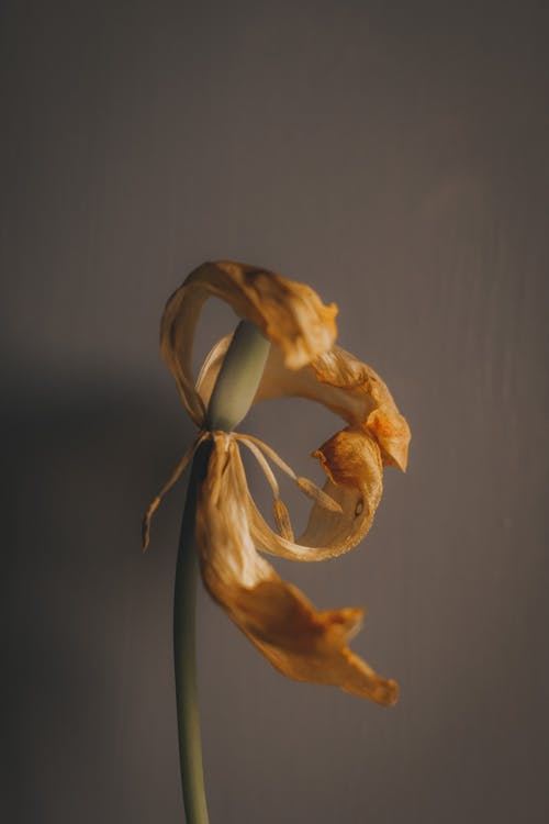 祭妹文文言文翻譯