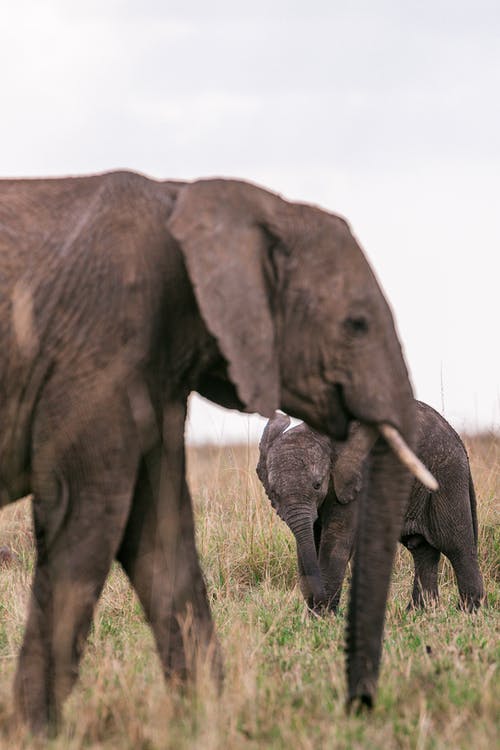 詩(shī)句作文錦集6篇
