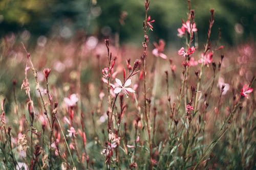 常用多音字總結(jié)【五】