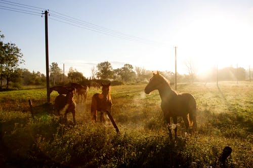 五年級(jí)期中考試作文南馬花園之旅