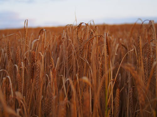大傻的春天小說逆襲張?zhí)鞂殢堈墟氛鹿?jié)閱讀