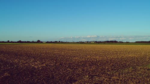 五年級狀物作文苦瓜