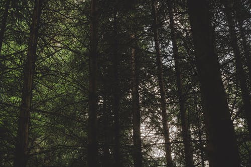 水仙子·詠江南原文翻譯及賞析