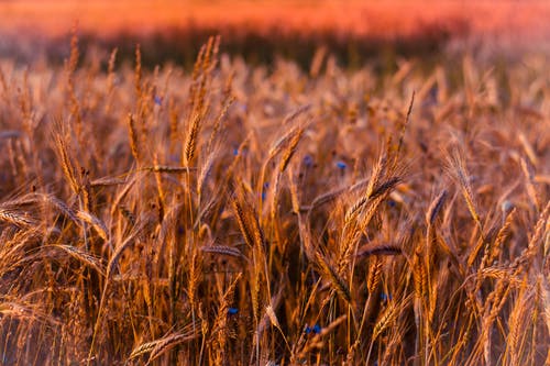 描寫自然景物的詩句 描寫自然景物的詩句