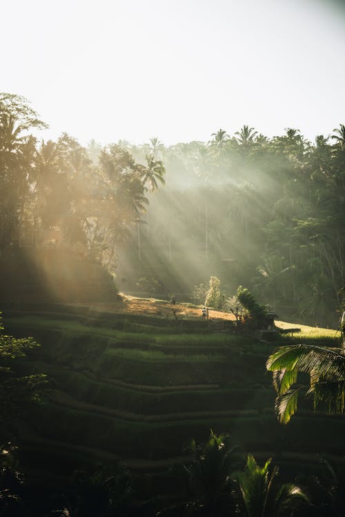 五年級寫景作文美麗校園