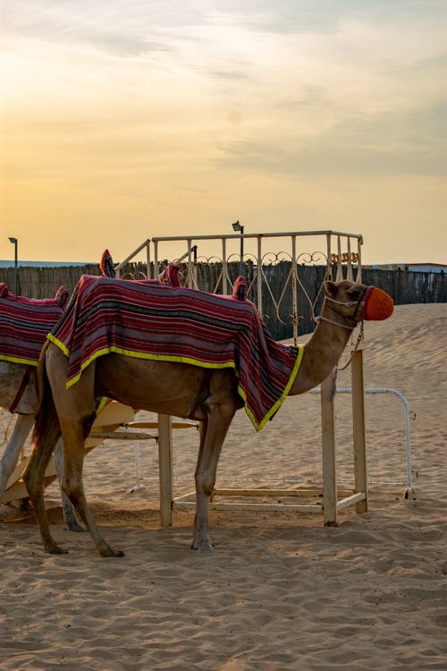 劉克莊《滿江紅和王實(shí)之韻送鄭伯昌》賞析