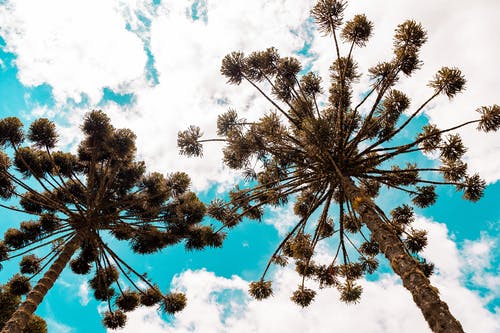 《讀孟嘗君傳》譯文及賞析 《讀孟嘗君傳》譯文及賞析