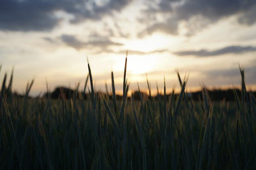 2020年清明祝福語(yǔ)短信匯編47條 2020年清明祝福語(yǔ)短信匯編47條