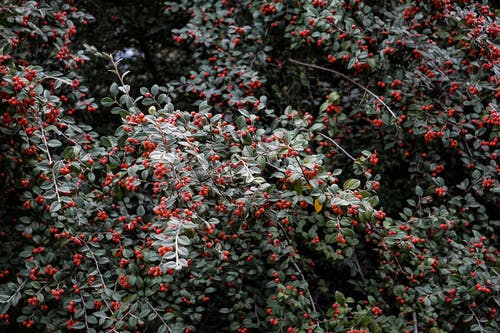 古風瑾儀南陵刈小說幸得君心似我心整本閱讀