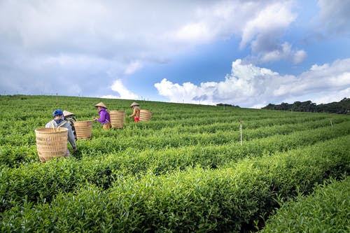 小學文言文楊氏之子