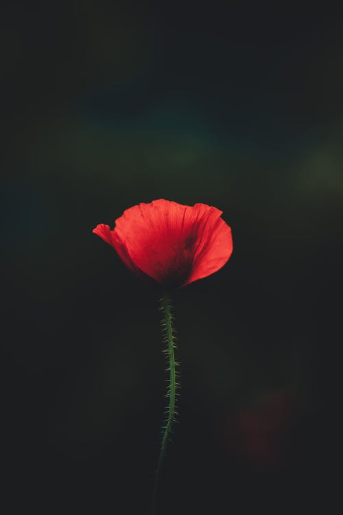 社鼠文言文翻譯管仲