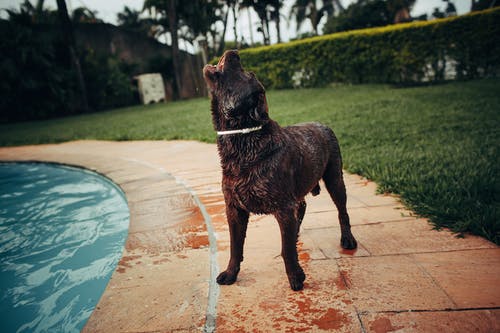 五年級(jí)日記雞蛋的啟示