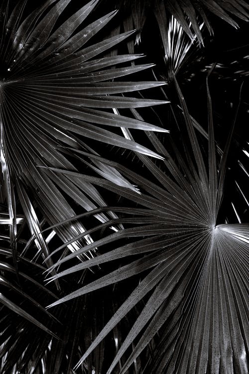 觀《烏龜也上網》有感——精誠所加，金石為開