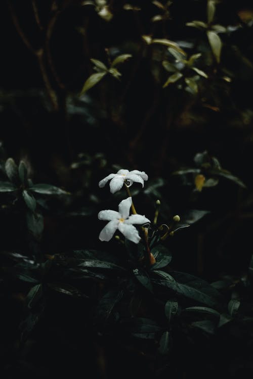 有關于婦女節(jié)的日記（精選10篇）