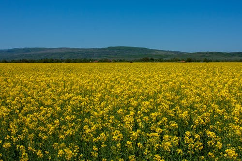 【精選】二年級(jí)日記模板6篇