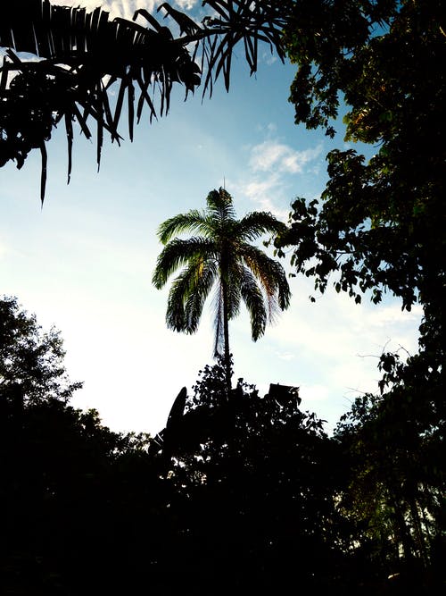 《雙調(diào)水仙子夢覺》的原文及賞析