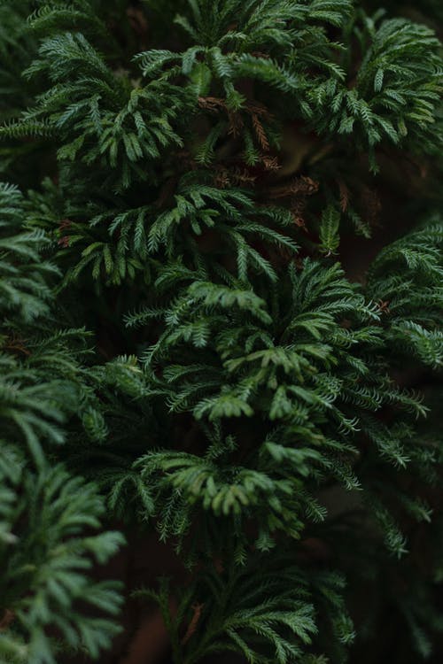 【熱門】除夕的日記