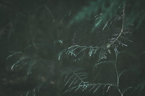 繩妓文言文閱讀的答案