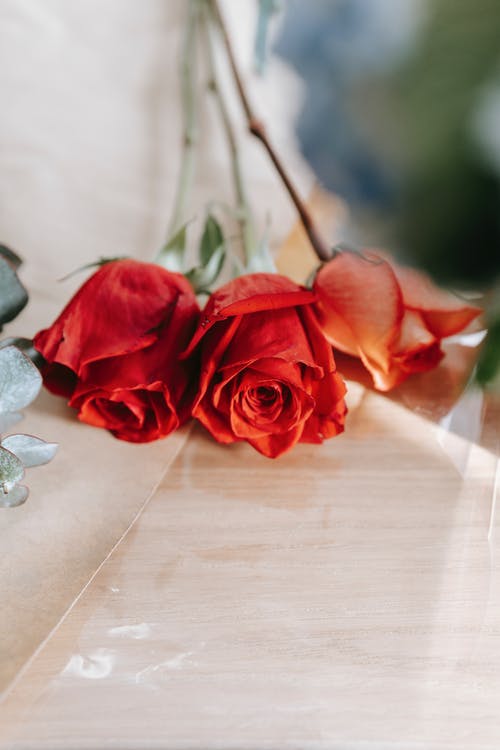 寵文拓跋紫冥北涼小說契妖師世家無刪減閱讀