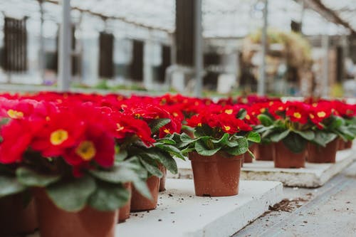 穿越火影之神王傳說小說夕日秋夕日紅目錄閱讀
