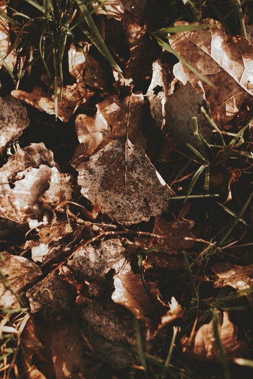 小學(xué)生清明節(jié)掃墓詩(shī)歌朗誦稿