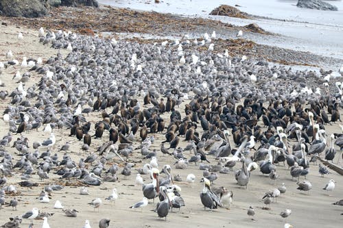 北境神主小說(shuō)男頻齊天臨沫沫全篇章閱讀