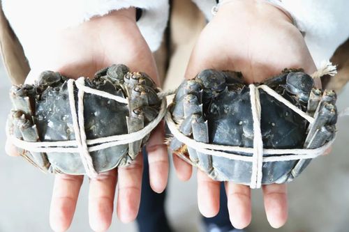 螃蟹幾乎年年火爆，為什么今年卻滯銷了？