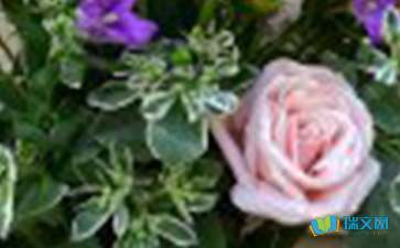 玫瑰情人節(jié)-隨筆寫作