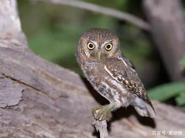 貓頭鷹屬于鳥類嗎？