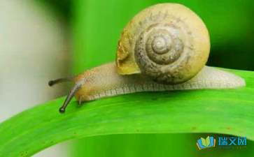 蝸牛高一隨筆作文600字